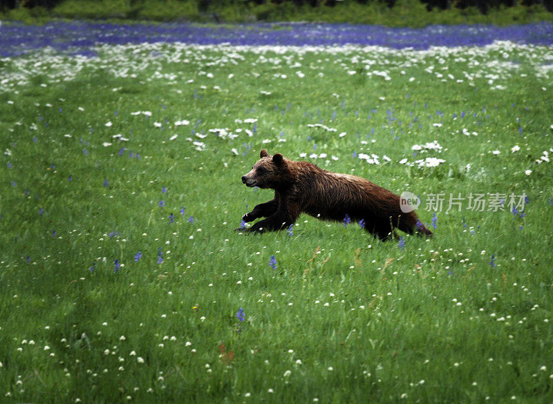 野生灰熊(Ursus arctos horribilis)，注意鼻子